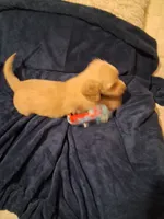 Solid Cream Boy 1, a male Miniature Dachshund for sale in Atlanta, GA – 10 of 10