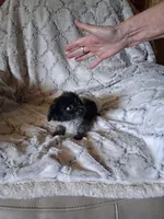 Ponga, a female Pomchi for sale in Atlanta, GA – 7 of 7