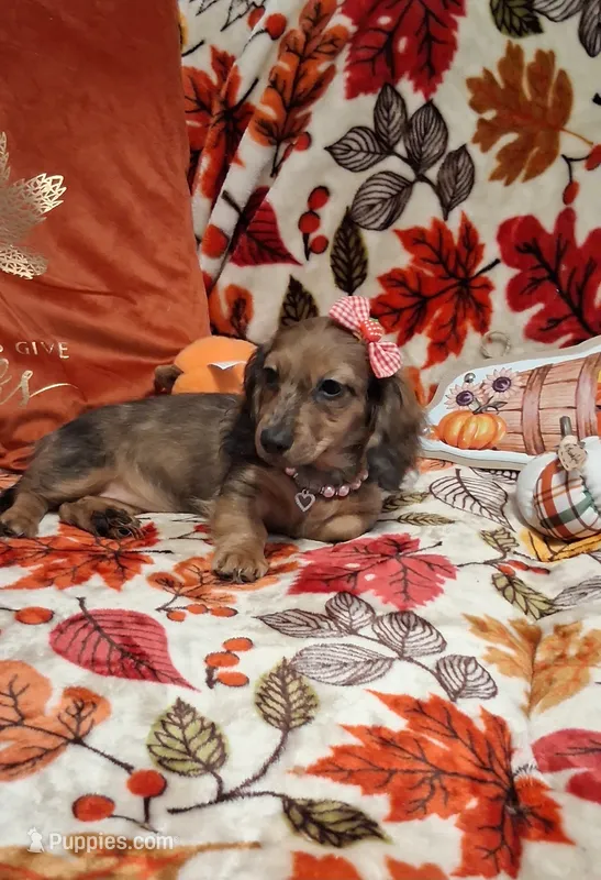 Heidi – Miniature Dachshund puppy for sale in Atlanta, GA