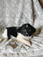 Ellie, a female Pomchi for sale in Atlanta, GA – 1 of 2