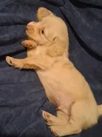 Cooper, a male Miniature Dachshund for sale in Atlanta, GA – 4 of 10