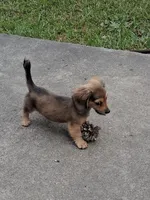 Shaded Cream Girl , a female Miniature Dachshund for sale in Atlanta, GA – 4 of 4
