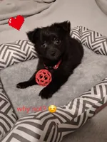 Chipper, a male Chihuahua for sale in Atlanta, GA – 4 of 9