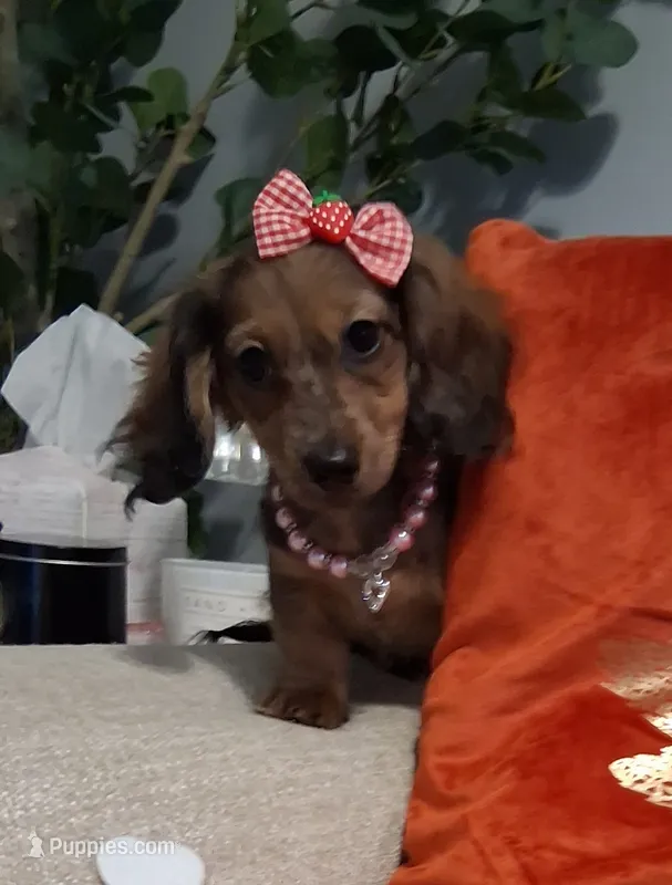 Heidi – Miniature Dachshund puppy for sale in Mcdonough, GA