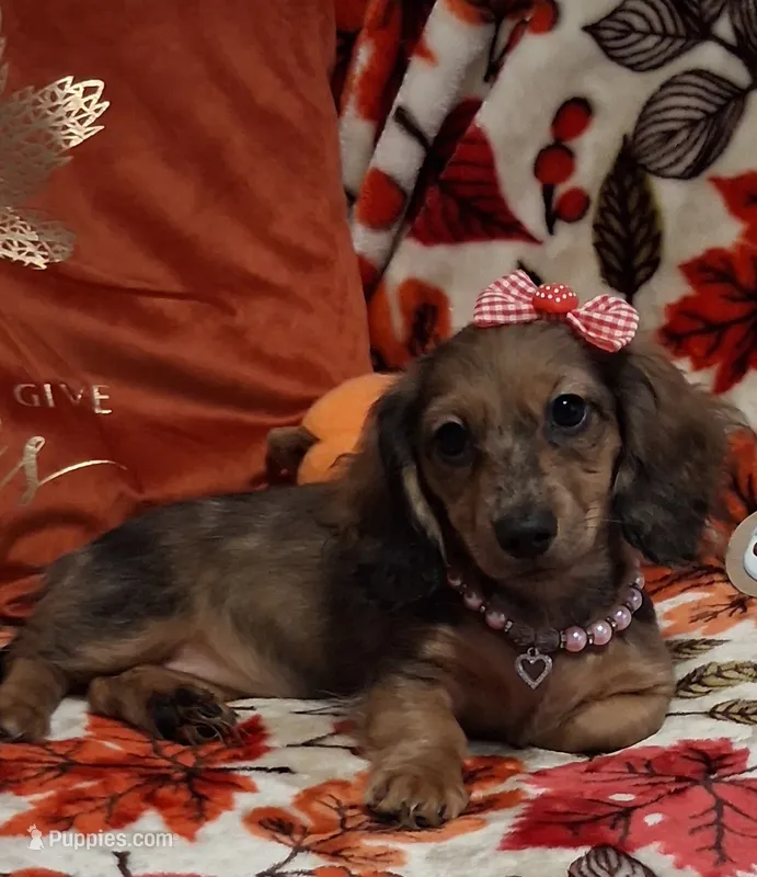 Heidi – Miniature Dachshund puppy for sale in Mcdonough, GA