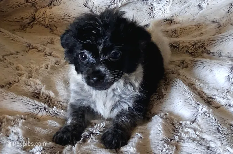 Ponga – Pomchi puppy for sale in Atlanta, GA