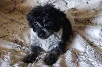 Ponga, a female Pomchi for sale in Atlanta, GA – 1 of 7