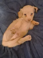 Cooper, a male Miniature Dachshund for sale in Atlanta, GA – 9 of 10