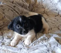Oreo, a female Pomchi for sale in Atlanta, GA – 3 of 5
