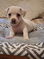 French Bullweiner (French Bull Dach) Boy 2, a male French Bulldog and Miniature Dachshund for sale in Atlanta, GA – 2 of 10