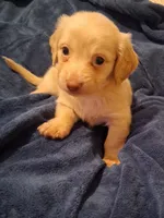 Cooper, a male Miniature Dachshund for sale in Atlanta, GA – 10 of 10