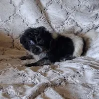 Ponga, a female Pomchi for sale in Atlanta, GA – 4 of 7