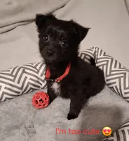 Chipper, a male Chihuahua for sale in Atlanta, GA – 3 of 9