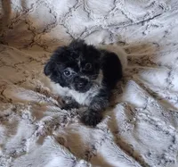 Ponga, a female Pomchi for sale in Atlanta, GA – 3 of 7