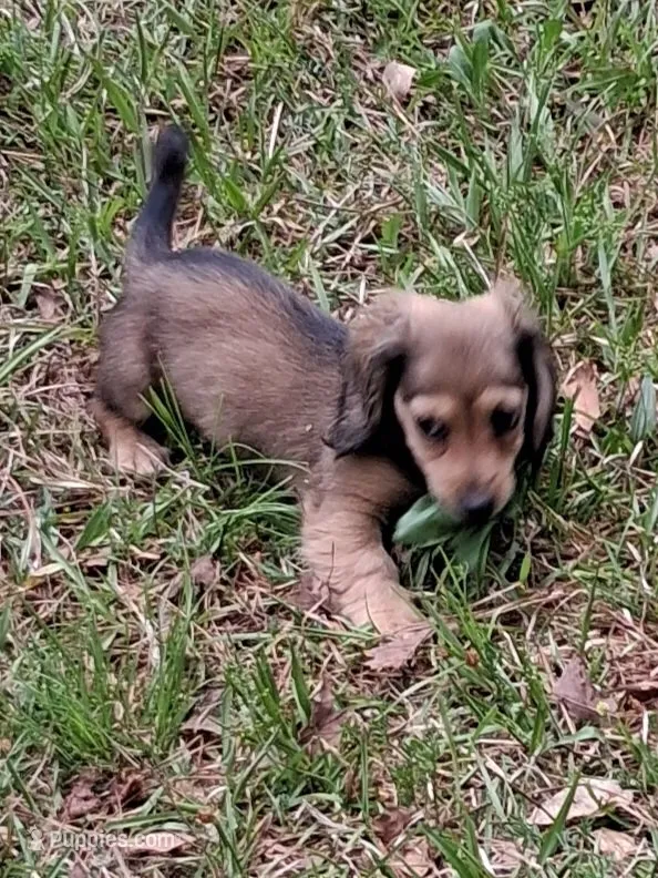 Shaded Cream Girl , a female Miniature Dachshund for sale in Atlanta, GA – 1 of 4