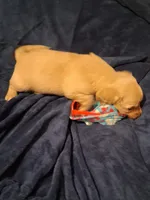 Solid Cream Boy 1, a male Miniature Dachshund for sale in Atlanta, GA – 9 of 10