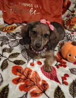 Heidi, a female Miniature Dachshund for sale in Mcdonough, GA – 9 of 10