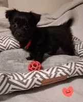 Chipper, a male Chihuahua for sale in Atlanta, GA – 2 of 9