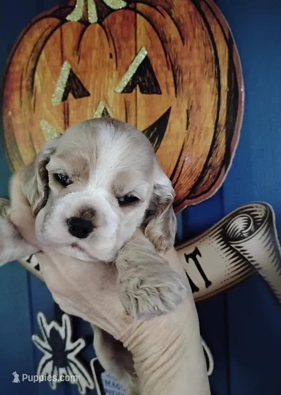 CH Sired Feyre – Cocker Spaniel puppy for sale in Brevard, NC