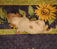 Rowdy Redroan, a male Cocker Spaniel for sale in Brevard, NC – 6 of 7