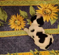 Tessa Tri, a female Cocker Spaniel for sale in Brevard, NC – 3 of 8