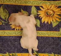 Rio Redwhite, a male Cocker Spaniel for sale in Brevard, NC – 9 of 9