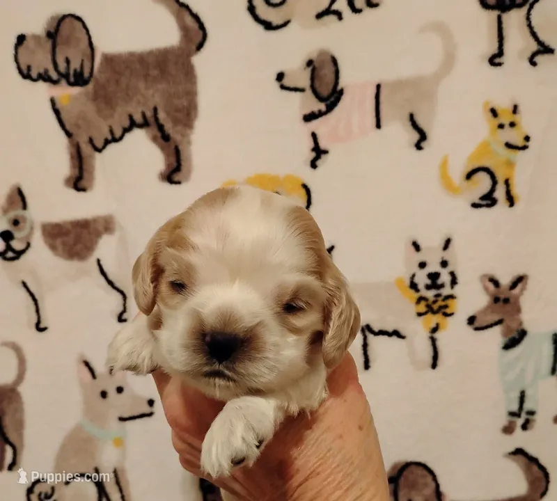 Rowdy Redroan – Cocker Spaniel puppy for sale in Brevard, NC