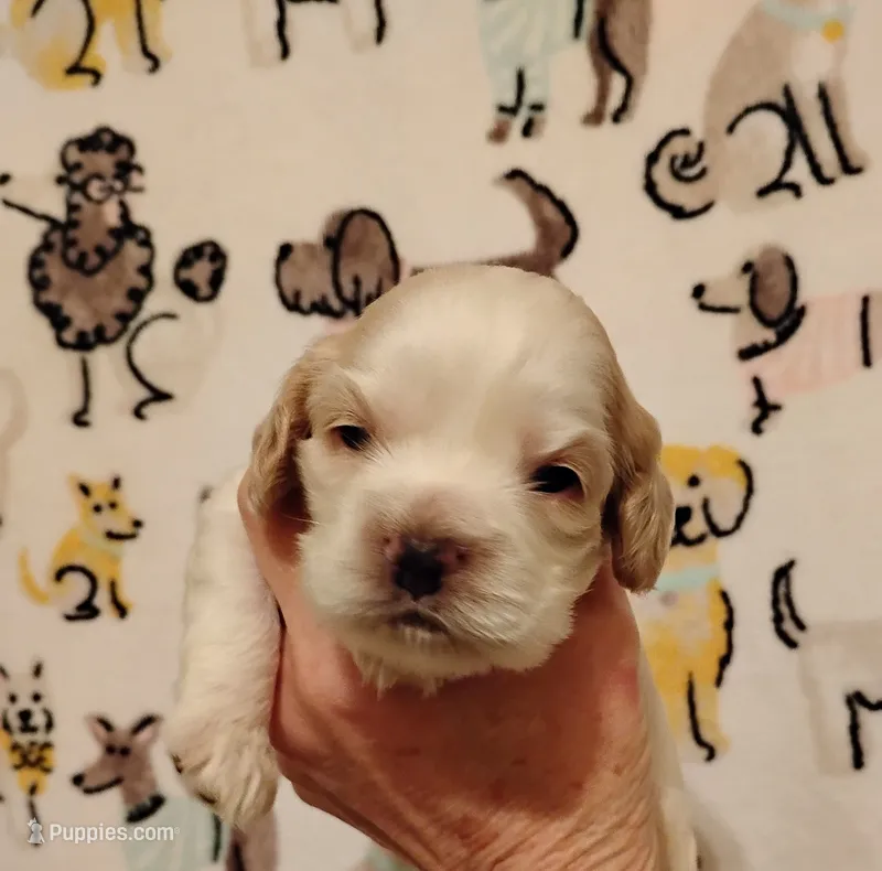 Rio Redroan  – Cocker Spaniel puppy for sale in Brevard, NC