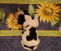 Tessa Tri, a female Cocker Spaniel for sale in Brevard, NC – 2 of 8
