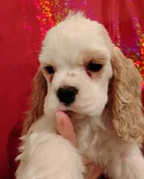 On Hold, a male Cocker Spaniel for sale in Brevard, NC – Photo 3 of 4