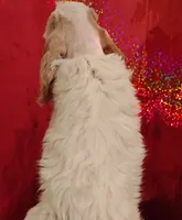 On Hold, a male Cocker Spaniel for sale in Brevard, NC – Photo 2 of 4