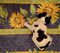 Tessa Tri, a female Cocker Spaniel for sale in Brevard, NC – 6 of 8