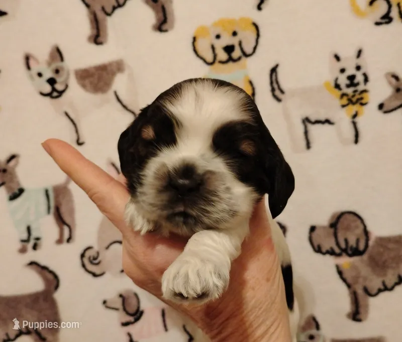 Slade Sableroan – Cocker Spaniel puppy for sale in Brevard, NC