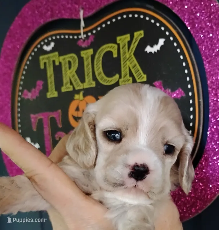 CH sired Mor – Cocker Spaniel puppy for sale in Brevard, NC