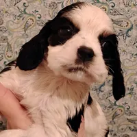 CH sired Axel, a male Cocker Spaniel for sale in Brevard, NC – Photo 1 of 5