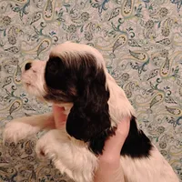 CH sired Axel, a male Cocker Spaniel for sale in Brevard, NC – Photo 3 of 5