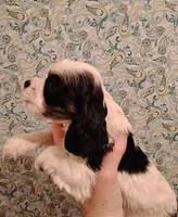 CH sired Axel, a male Cocker Spaniel for sale in Brevard, NC – Photo 3 of 5