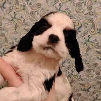 CH sired Axel, a male Cocker Spaniel for sale in Brevard, NC – Photo 2 of 5