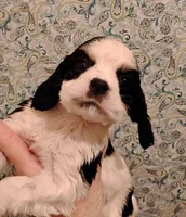 CH sired Axel, a male Cocker Spaniel for sale in Brevard, NC – Photo 2 of 5