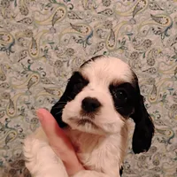 CH sired Axel, a male Cocker Spaniel for sale in Brevard, NC – Photo 4 of 5