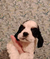 CH sired Axel, a male Cocker Spaniel for sale in Brevard, NC – Photo 4 of 5