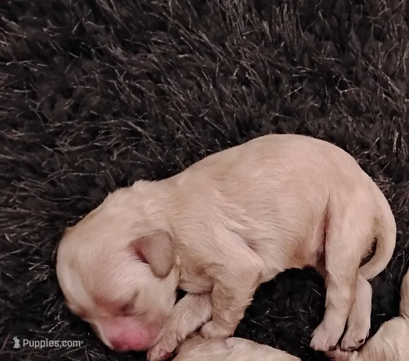 CH Sired Feyre – Cocker Spaniel puppy for sale in Brevard, NC