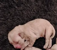 CH Sired Feyre, a female Cocker Spaniel for sale in Brevard, NC – 1 of 1
