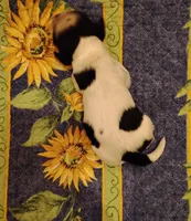 Slade Sableroan, a male Cocker Spaniel for sale in Brevard, NC – 4 of 8