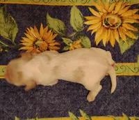 Rio Redwhite, a male Cocker Spaniel for sale in Brevard, NC – 4 of 9