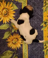 Slade Sableroan, a male Cocker Spaniel for sale in Brevard, NC – 8 of 8