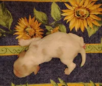 Rio Redwhite, a male Cocker Spaniel for sale in Brevard, NC – 3 of 9