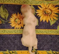 Rio Redwhite, a male Cocker Spaniel for sale in Brevard, NC – 6 of 9