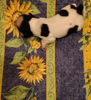 Slade Sableroan, a male Cocker Spaniel for sale in Brevard, NC – 7 of 8