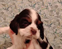 processed/c5c99864-f4f1-4040-b5e3-270dffdb1db1/listing/68ed2fbb-6efc-4c0b-8b12-b64356f323c4/41857956-1df4-4a47-994a-cd6b9c33c766